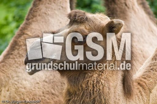 Kamel (49 von 108).jpg